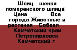 Шпиц - шенки померанского шпица › Цена ­ 20 000 - Все города Животные и растения » Собаки   . Камчатский край,Петропавловск-Камчатский г.